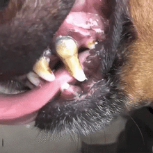 Load image into Gallery viewer, Pet Teeth Cleaning Spray-💥💥
